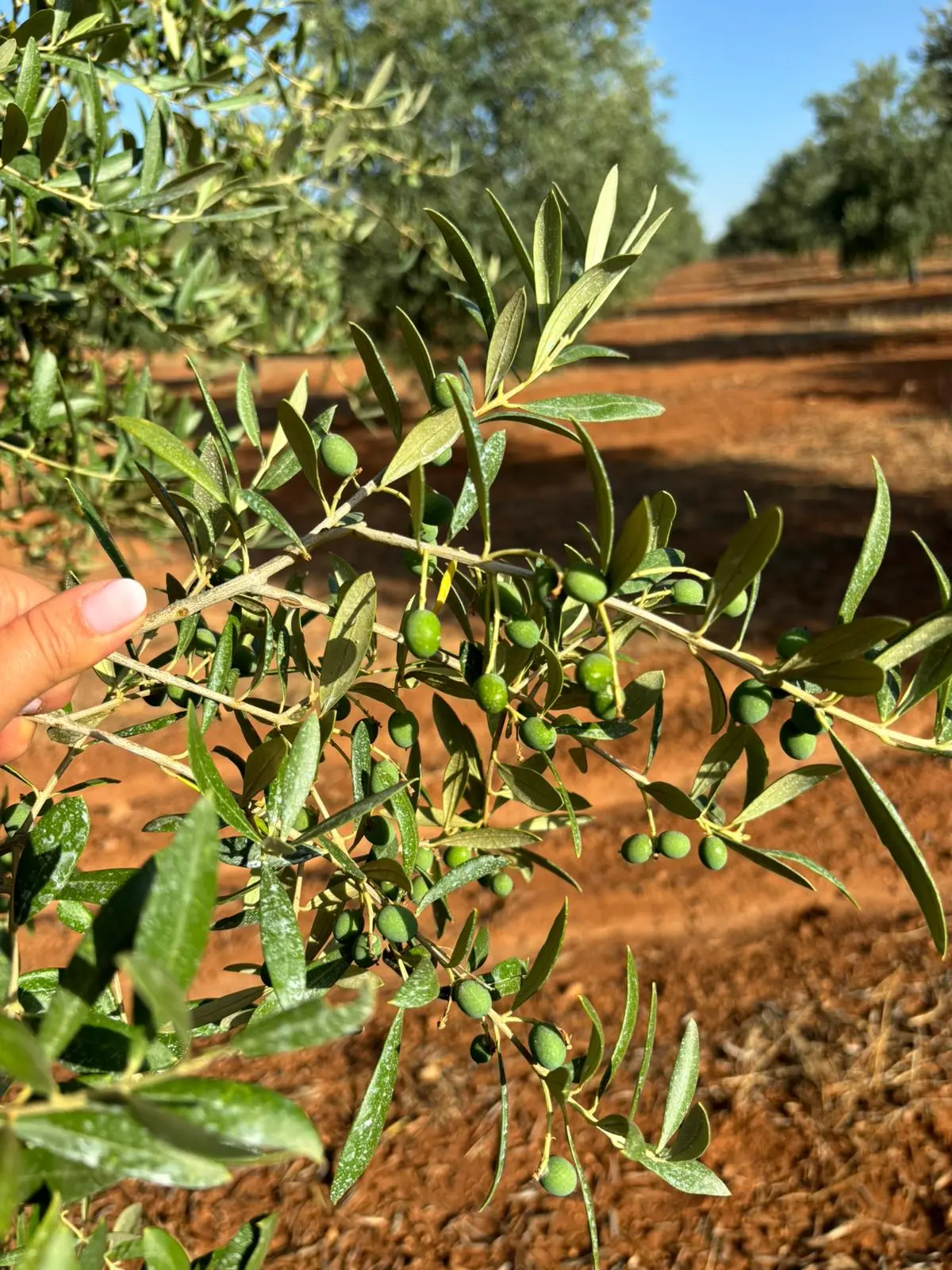 Olivo arbequina