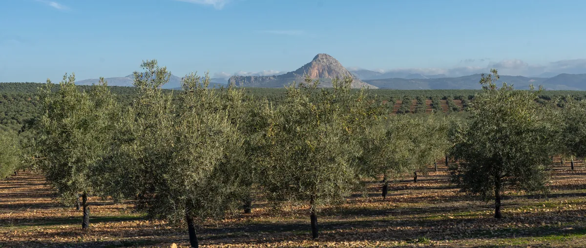 Peña Luna Olivos AOVE Peña Luna - Olivares