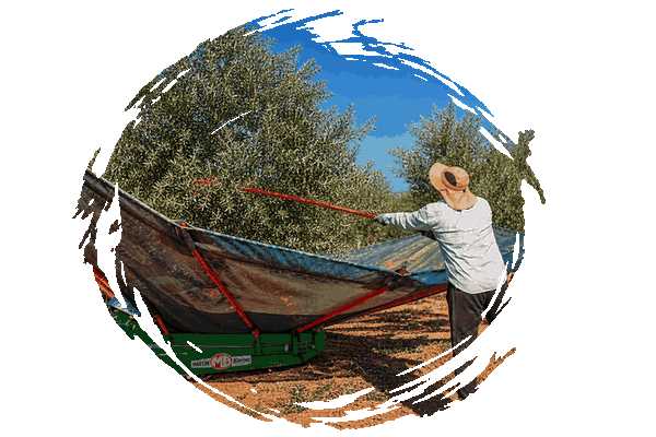 Peñaluna Rcogida Praguas Recogida de aceituna manual