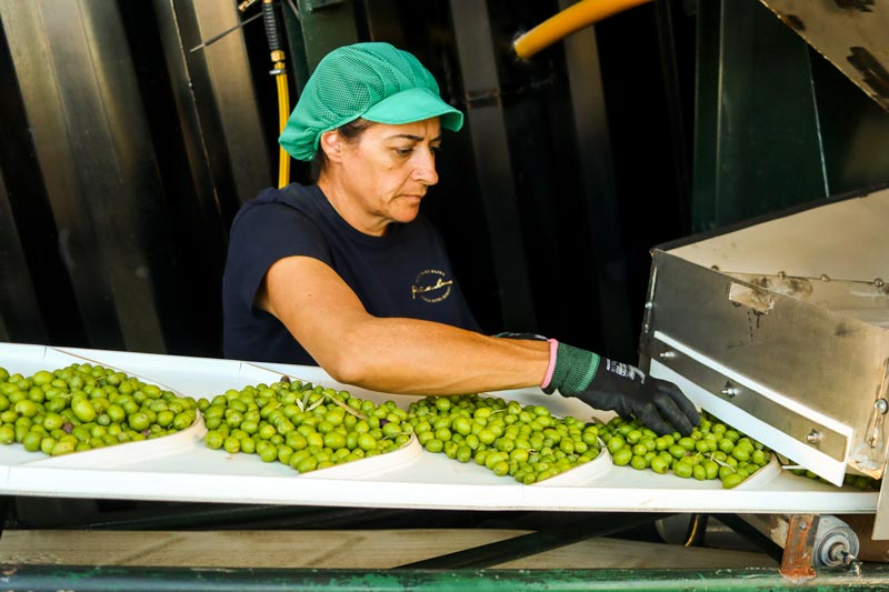 AOVE Peña Luna - Selección de aceituna