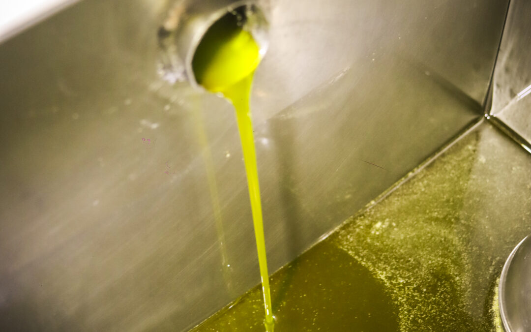 Aceite de oliva virgen extra (AOVE) durante el proceso de extracción en almazara.